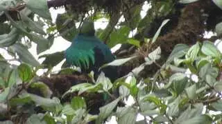 Golden-Headed Quetzal, Pharomachrus auriceps,  Birding Trip Mistrato (Risaralda), Birds Choco area