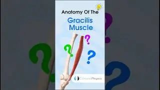 Gracilis Muscle Anatomy #anatomy #physiotherapy #physicaltherapy #gracilis