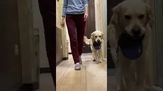 Обучение щенка ношению. Training dog #goldenretriever #pets #собака #training