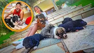 FUI VISITAR OS FILHOTINHOS DA SKY * VOU PEDIR UM PRO TIO RENATO