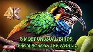 8 most unusual birds from across the world.