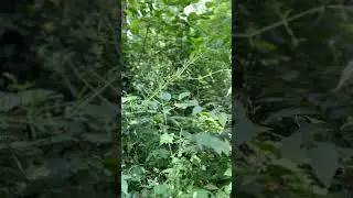 Deep in the Mediterranean forest #shorts