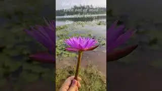 Lotus flower 🌸||                          #lotus  #flowers #poetry #lake #status #shorts
