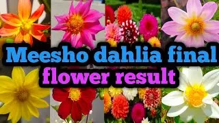 Meesho dahlia seeds review after 4 Month! Beautiful flower 🌺!
