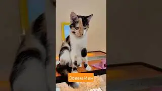 Зовём Иви,она отвечает :) We call kitty Eevee and she answers #catshorts #cat #funnycats
