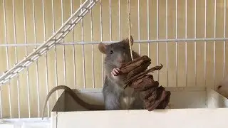 DIY - Fazendo brinquedo para ratos twister com casca de pinus