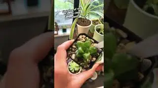 ✨#succulent