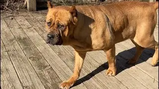 STOP Over  FEEDING Your DOGS *OVERWEIGHT  is NOT HEALTHY WEIGHT*