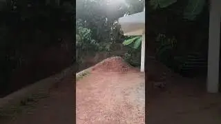 #entertainment #peace #trending #funny #nepal #india #viral #enjoy #garden #plants #nature #flowers