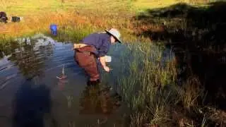Mountain Lake - Bringing the Pacific Chorus Frog Back