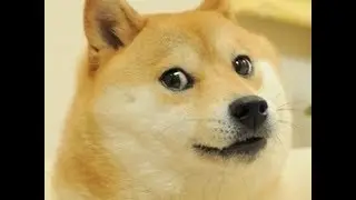 Wow such tage very doge