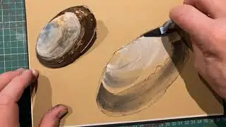 A seashell sitting next to a seashell