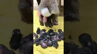 First 10 Days - Baby Rabbit Growing Up Day By Day