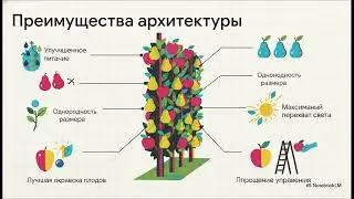 Груша &laquo;Coscia&raquo; в системе монооси: формирование структуры для производства качества