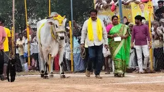 రెంటచింతల గ్రామం సీనియర్స్ విభాగం 8వ జత RK BULLS
