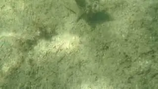 Hermit Crab in big conch shell wandering