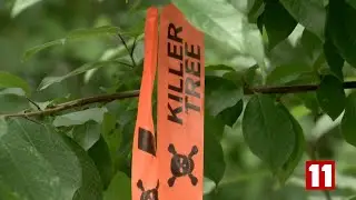 Invasive Mayday Trees - PKG