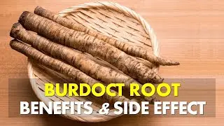 Burdock Root Benefits and Side Effects | Burdock Root Benefits For Cleanse Blood