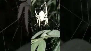 andami kong nakitang gagamba sobrang dami pag gabi talaga