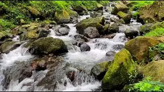 Calming Forest River Ambience with Gentle Pine Breeze | Stress Relief & Meditation Background