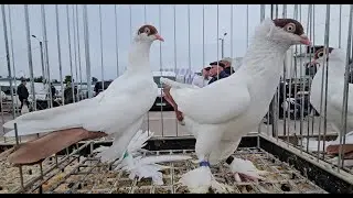 Gołębie pigeons targ RADOM Andrzej W.24.05.2025 cz.3/3💥Gołębie jasne i wyszwance Andrzeja Radom💥