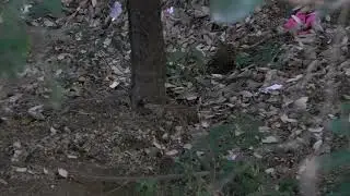 #Hill partridge #birds