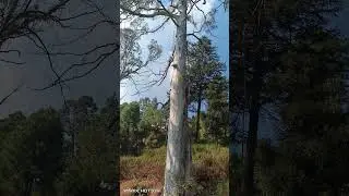 ukliptus  olad trees 🌴🌴 in Kausani