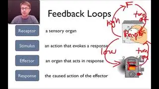 GSMK Bozeman Science Animation: Elements of a Feedback Loop