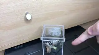Earwig Introduction/ basic care video