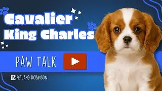 Paw Talk: Is the Cavalier King Charles Spaniel Right for You? | Petland Robinson PA