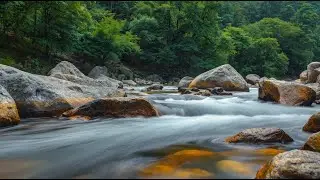 🔴 Live เสียงลำธารในป่า | Deep Sleep Nature Sounds ไม่มีโฆษณา