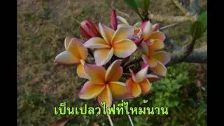 ดอกไม้ในสวน - ดอกไม้ให้คุณ (City Chorus)