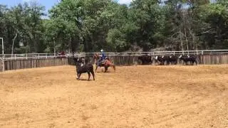Zeus- Jared Lesh cowhorses