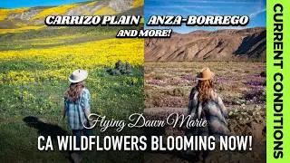 350: California Wildflowers Blooming Now! **Current Conditions** Feb 1-5 (Anza, Carrizo & More!)