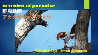 野鳥動画  アカカザリフウチョウ Red bird-of-paradise