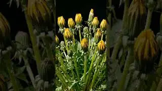 Relaxing Flower Garden #timelapse #flowers #chill #shorts #nature #natureclock #peaceful #chill