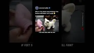 This Robot Dog Faint As You Come Close To It. The Reason Will Make You Laugh 😂 #robot #shorts #dog
