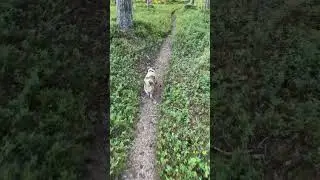 Dog walks through blueberry bushes #jackrussell #asmr #sweden