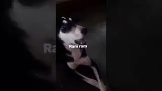 DOG SAYS RAM RAM...