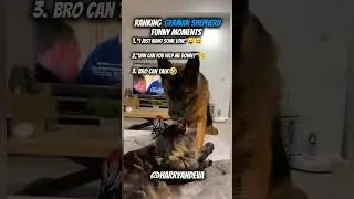 Top 3 German shepherd Funny Moments😍🤣 #funny #germanshepherd #shorts