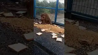 monkey eating food
