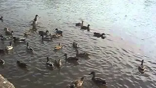Mallard Duck release at Areley  near Kidderminster- muddy duck sanctuary