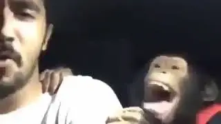 monkey with a man in a car yelling