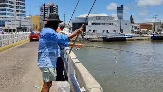 Pescarias de sardinhas, 07-01-25, Ponte de Imbé/Tramandaí, RS. #fishing#sardine #pescadesardinhas