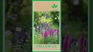 Speedwell Plant Care.  #plant #garden #plantcare  #groundcover