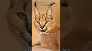 Felids and canids are enemies #felidae #canidae #cat #dog