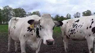 Life of a Dairy Cow at Meadowbrook Acres in Vermont
