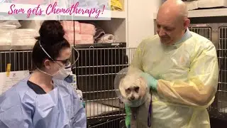 Sam gets Chemotherapy!
