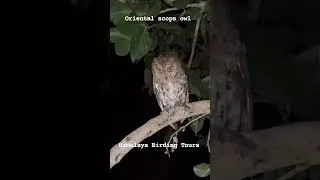 Oriental scops owl  #owls #owl #birds #owlsofinstagram #owlstagram  #bird #nature #owllovers