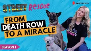 From Death Row to a Miracle: Joanna Krupa Rescues Paralyzed Dog | Street Rescue S1 Ep 3